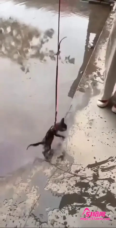 快手主播 牙不齐 带小姐妹虐待动物 事